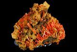Bright Orange Crocoite Crystal Cluster - Tasmania #182723-2